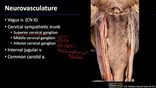 Larynx Pharynx and CST  Neurovasculature [upl. by Sweyn]