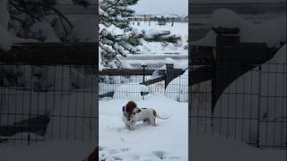 HAPPY SNOWY DAY Pico Beagle bassett mix [upl. by Alston205]