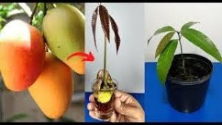 Cómo Germinar semilla de mango 🥭🥭🥭🥭🥭🥭🥭🥭 [upl. by Emelun]