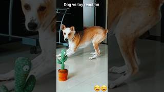 Dog vs Talking Toy reaction ytshorts animals wildlife funny [upl. by Rosmunda]