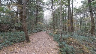 4K・ 【4K】Aokigahara forest near mt Fuji [upl. by Aniluj]