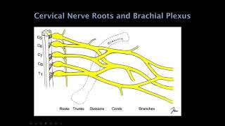 1 Quick Reviews Neurology Localization [upl. by Gorden]