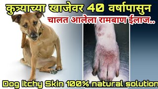 DOG KI KHUJALI KA ILAJ  कुत्र्याच्या खाजेवर 40 वर्षापूर्वीचा रामबाण उपाय मराठी  DOG ITCHING UPAY [upl. by Cosetta]