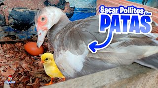 Incubar Huevos de Gallinas con Patas Cluecas 🤯 ¿Se puede Hacer🤔 [upl. by Artie]