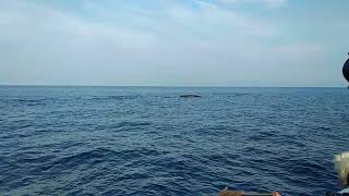 Fin whales in Genova [upl. by Gillett]