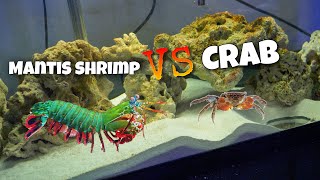 GIANT SMASHING Mantis Shrimp VS Red Claw CRAB [upl. by Airalednac]