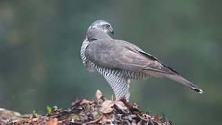 Goshawk ♀ [upl. by Egon]