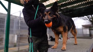 Spielend lernen Konditionierung ohne Leckerlies I Hundetraining im Tierheim Frankfurt [upl. by Roee]