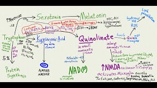 Can leaky gut make you stupid Tryptophan kynurenic acid Quinolinate pathway [upl. by Bannerman]