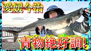 第269話【青物シーズン突入】愛媛のショアジギングが今アツいの巻 [upl. by Kingsly696]