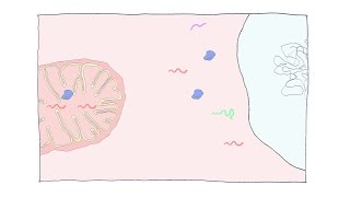 Synchronized Mitochondrial and Cytosolic Translation [upl. by Woehick]