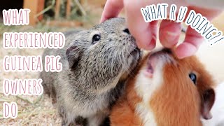 How Experienced Guinea Pig Owner Care Differs From New Owners [upl. by Lavery]