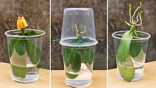 Never throw away dead orchids after watching this Growing Rootless Orchid In Water [upl. by Sanbo]