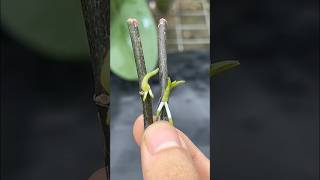 Phalaenopsis orchid cuttings from flower branches plants orchid [upl. by Nalepka]