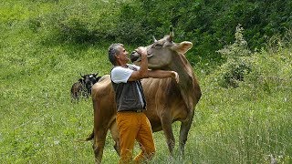 Iznajmio krave zbog posla u Njemačkoj [upl. by Charpentier]