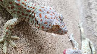 Gecko Sound Tokay Gecko Effect Toko sound tuko sound [upl. by Dmitri545]