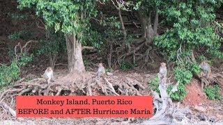 Monkey Island Puerto Rico  BEFORE and AFTER Hurricane Maria [upl. by Nitsua]