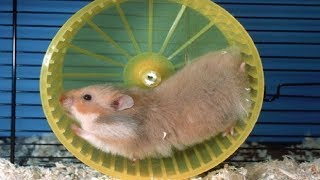 Funny Hamsters Falling Out onThe Wheel  Funny And Cute Pet Videos [upl. by Barron]