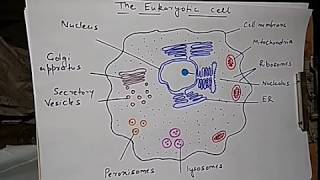 Eukaryotic cell structure Hindi [upl. by Neellek]