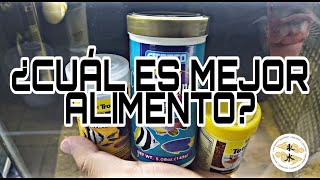 Comparando alimentos para peces ¿Cuál es mejor [upl. by Weiman349]