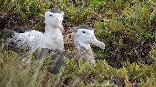 Project Antipodean Albatross [upl. by Jarita]