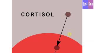 AF SOMALI CORTICOSTEROIDS [upl. by Elyrpa]