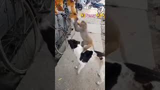 Funny😝 dog yuvimicky funny doglover comedy dost catvideos funnyanimal [upl. by Ecerahc324]