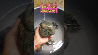 Batu Turly Untuk Aquascape batuturly batuaquarium batuaquascape [upl. by Ailecara]