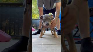 Standard American bully dog puppy americanbreed bulldog dogbreed pitbull standard shorts [upl. by Aramit]