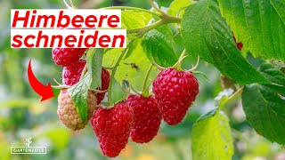 Himbeeren Rückschnitt  Begehe nicht diesen Fehler  Darauf musst du achten [upl. by Eittak]