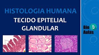 Tecido Epitelial Glandular Glândulas Exócrinas Endócrinas e Anfícrinas  Histologia Humana [upl. by Valentin]