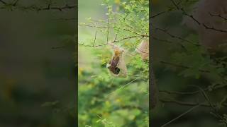 Penduline Tit Bird 🐦 shorts facts [upl. by Yenmor]