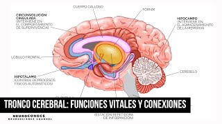 Tronco Cerebral Funciones Vitales y Conexiones [upl. by Jasen917]