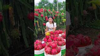 Wanna try these yummy dragon fruit fruits 🍊🍓🍉🍎🥭shorts nature fruit [upl. by Bettine681]