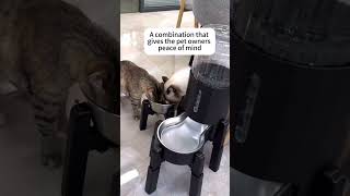 Replenishing energy😋 catcare feedmycat waterdispenser catlover petsupplies cattips cutecat [upl. by Zarger]