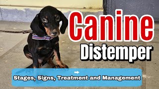 Canine Distemper in Dogs All stages Symptoms  Cause treatment and management [upl. by Maleeny]