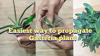 how to propagate gasteria plant  how to separate gasteria pups [upl. by Froma]