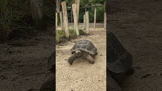 Galapagos Tortoise Welcoming [upl. by Rubma]