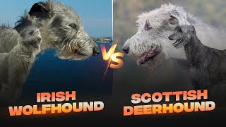 Irish Wolfhound vs Scottish Deerhound Detailed Comparison [upl. by Kenwee174]