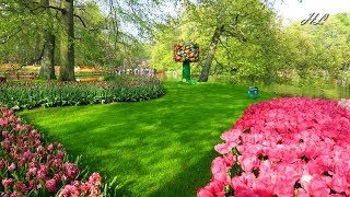 Beautiful spring garden Keukenhof 2018  In the evening [upl. by Adolphe]