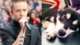 Liam Paynes New Puppy Receives Death Threats [upl. by Hilda]