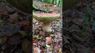 Le roi cèpe XXL ⭐️ PierrOstéo cepes nature champignons shorts [upl. by Danica]