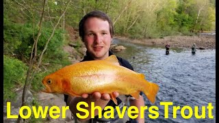 Trout Fishing West Virginias Lower Shavers Fork [upl. by Ilona]