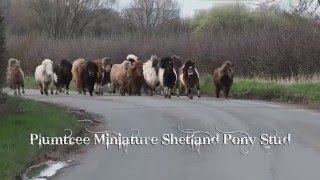 Moving time at Plumtree Miniature Shetland Pony Stud [upl. by Hardan]