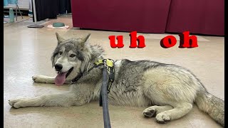 We Took a Wolfdog Puppy to a Pet Expo amp This Is How It Went [upl. by Lowell]