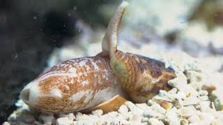 Cone Snail  Toledo Zoo [upl. by Yodlem]