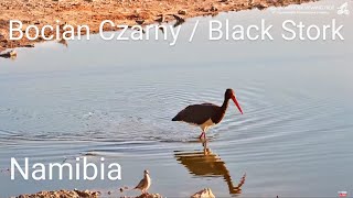 Namibia Safarihoek Live Wildlife Cam Bocian Czarny  Black Stork Ciconia nigra 🤩 23102024 [upl. by Aicilihp]