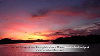 Flying bats in Kalong island Komodo National Park [upl. by Maud695]