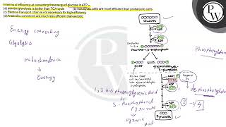 In terms of efficiency at converting the energy of glucose in ATP [upl. by Eshelman]