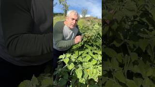 🍊 ¿Conoces las Propiedades de la Uchuva ¡La Physalis Peruviana y sus Deliciosos Tomates Naranjas 🍅 [upl. by Drarreg]